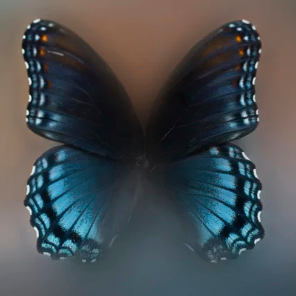 BethRose Photography