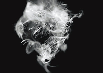 Macro Dandelion Prints 21x15