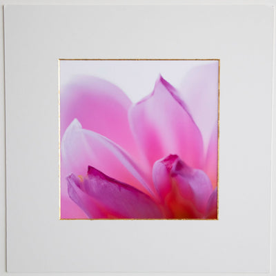 Abstract Pink Flowers 10x10, 13x13 prints