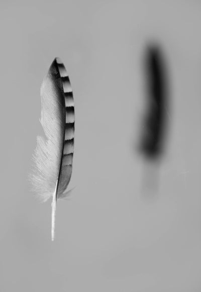 Feather 8x10