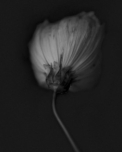 Black and White Flower prints 8x10
