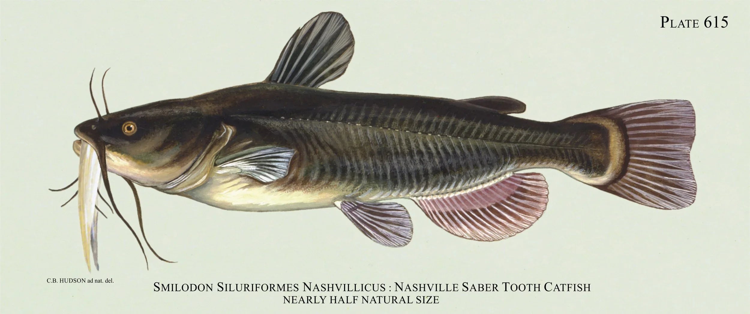 Sabertooth Catfish